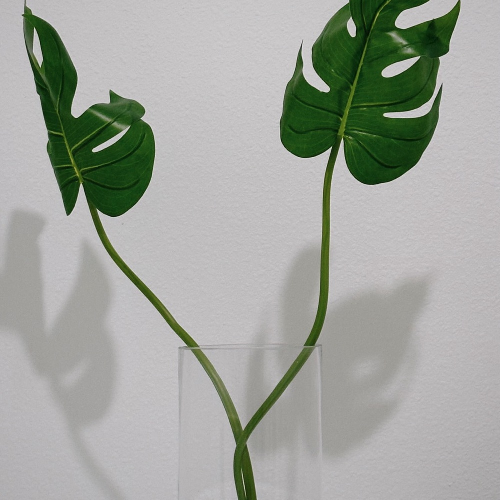 Green Monstera Leaves in Clear Vase